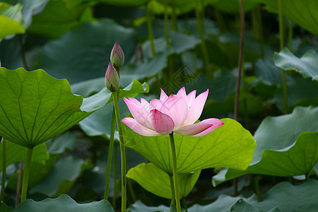 荷花背景图片