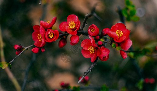 绚烂背景美丽多彩的海棠花背景