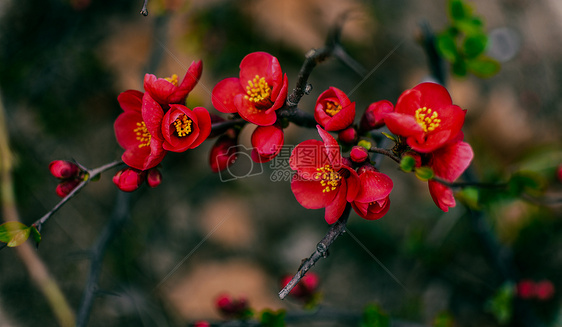 美丽多彩的海棠花图片