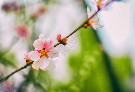 春日里盛开的桃花背景图片