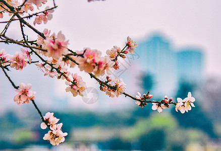 桃花psd春日里盛开的桃花背景