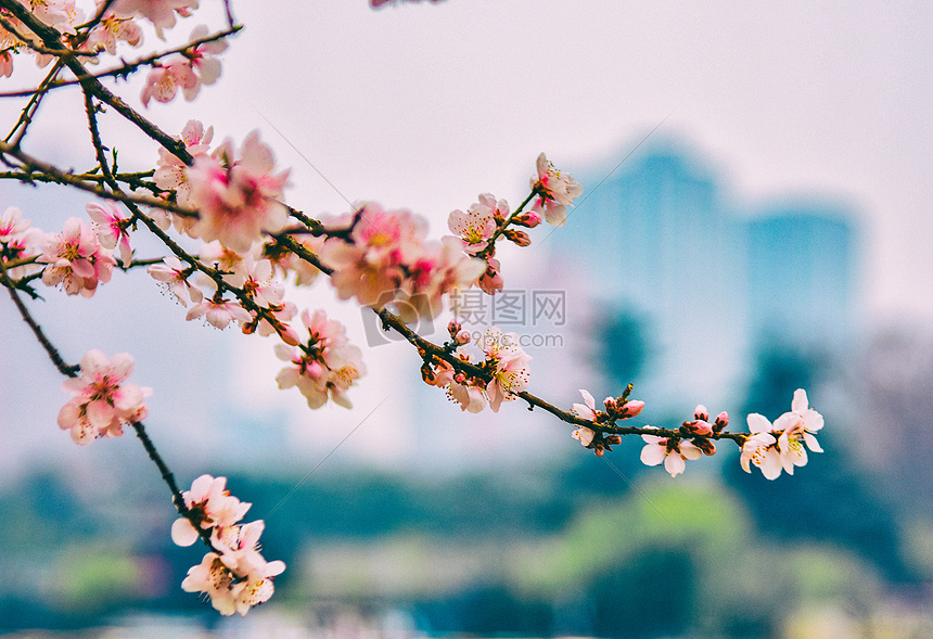 春日里盛开的桃花图片