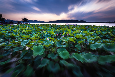 手绘长叶盆栽摆动的荷花和叶背景