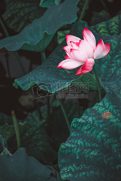 意境西湖 荷花荷叶背景 水墨风格图片