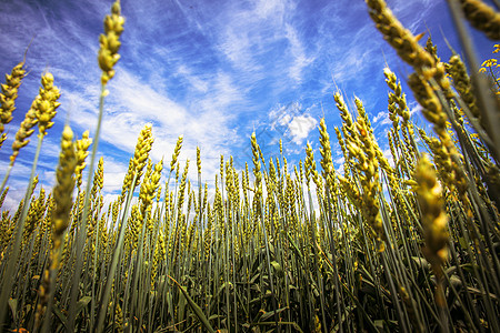 北京秋天丰收的麦子背景