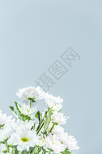 白色菊花纹理清新文艺花艺留白背景背景