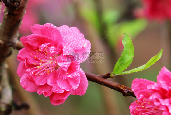 桃花 春意 雨珠图片