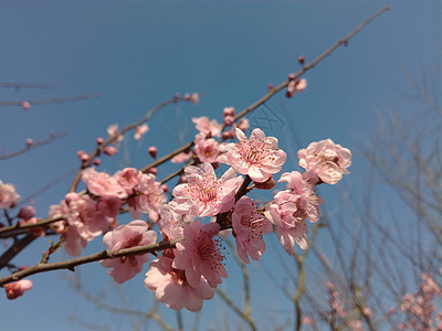 花朵图片