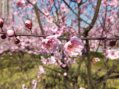 花朵背景图片