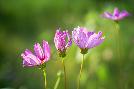 蜂蜜背景图清新花卉背景图背景