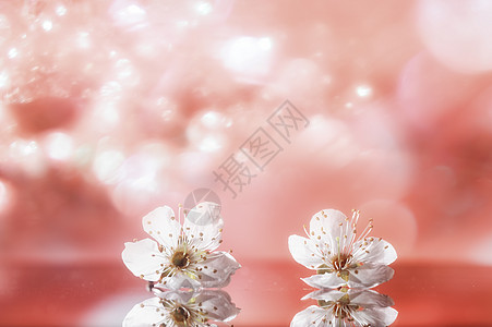 粉色背景下的樱花图片
