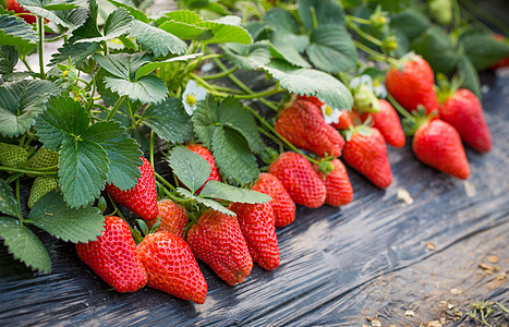 草莓切面等待采摘的草莓背景