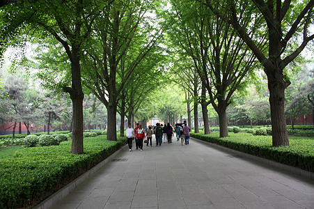 林荫  道路 游客背景图片