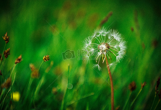 迎风飘摇的蒲公英图片