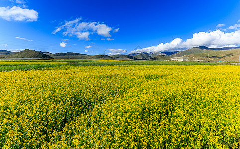 呼伦贝尔油菜花西藏高原油菜花背景