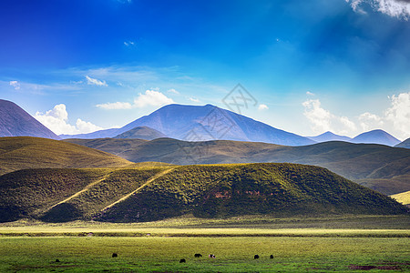 生机勃勃草原背景