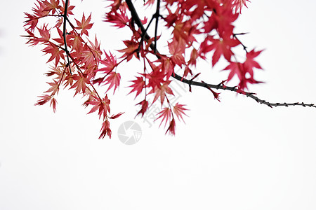 秋天红枫图片