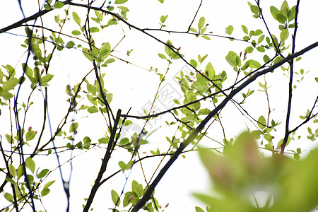 春天树枝上的新叶图片