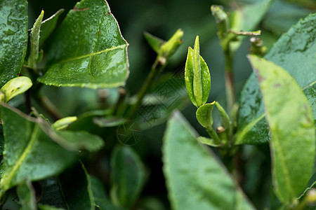 茶园雨天茶园高清图片