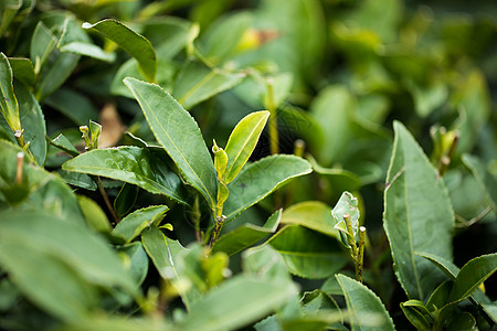 茶园千年不朽高清图片