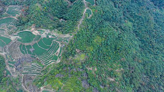 茶园茶山老树茶高清图片