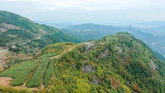 千年不朽初春航拍福鼎茶叶背景