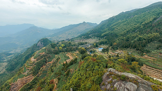 茶园大山老树茶高清图片