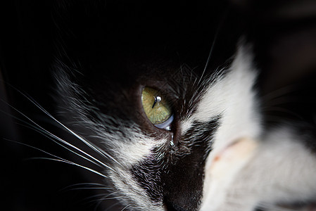 猫黑白眼神背景