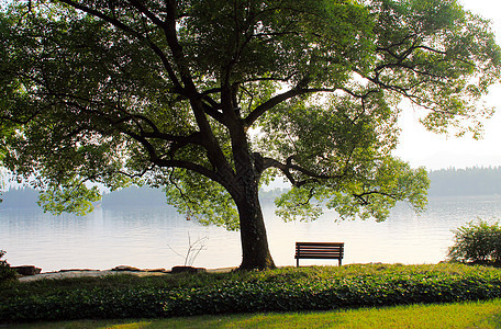 湖边的大树背景图片