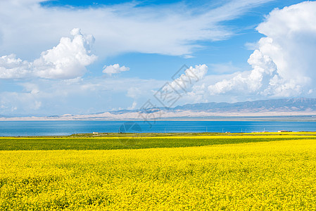 青海湖油菜花背景图片