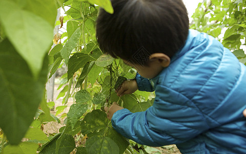儿童课程春天拜访农场亲手采摘蔬果体验农家乐背景