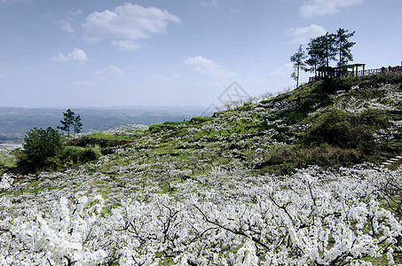 万州李花山城小汤圆高清图片