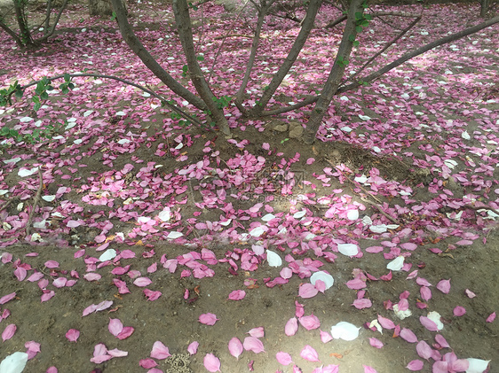 树下的落花