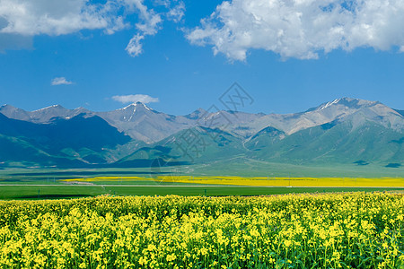 婺源油菜油菜花背景