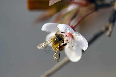 蜜蜂采蜜图片