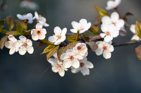 春天白色樱花图片