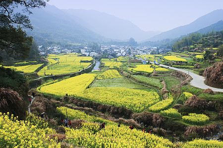 呼伦贝尔油菜花金鸡岭背景