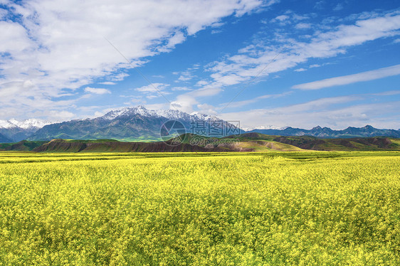 油菜花田图片