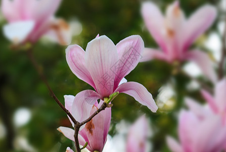 玉兰花图片