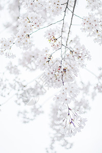 樱花留白图片