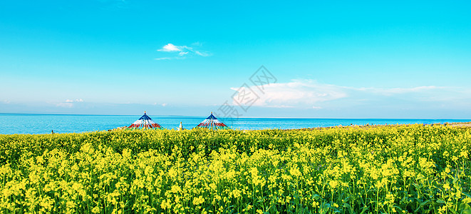 青海湖畔油菜花图片