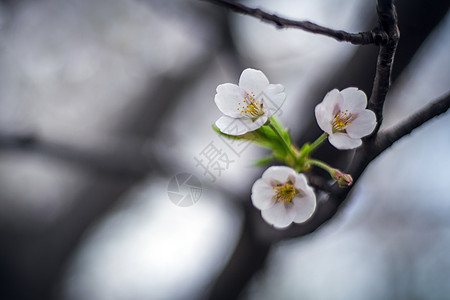 樱花节.玉渊潭背景图片