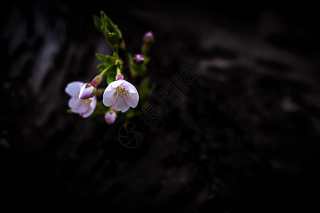 樱花节.玉渊潭背景图片