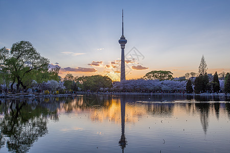 樱花全景风景如画背景