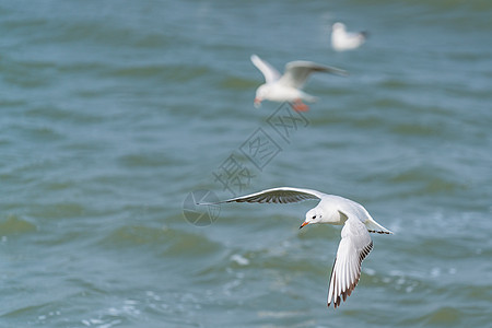 动态连拍素材飞翔的海鸥背景