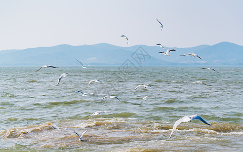 成群的海鸥背景图片