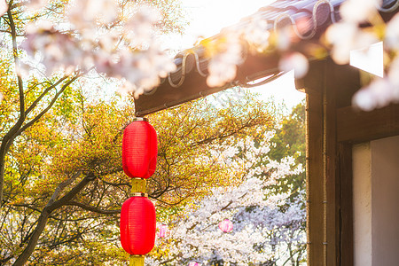 樱花灯笼无锡鼋头渚樱花背景