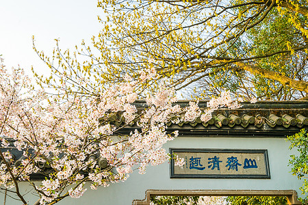 无锡灵山无锡鼋头渚樱花背景