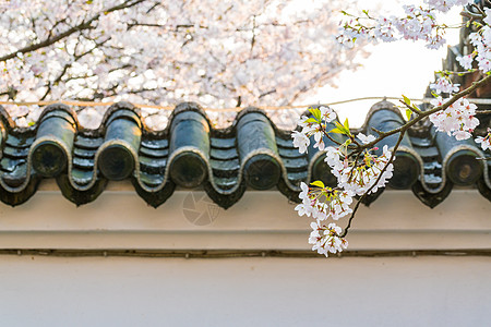无锡鼋头渚樱花背景图片