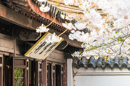 无锡建筑无锡鼋头渚樱花背景